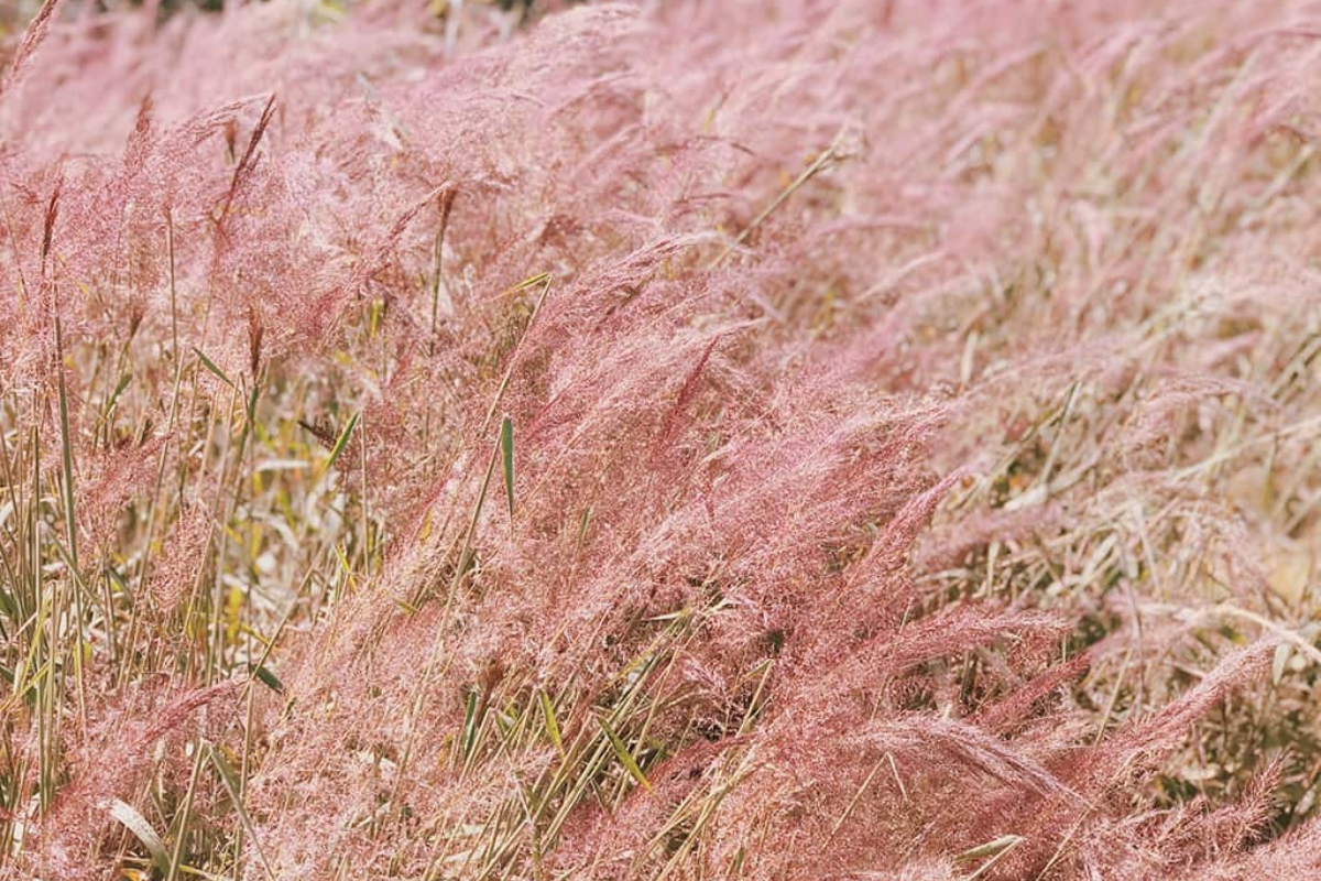 Close-up of pink grass with soft sunlight filtering through the delicate blades